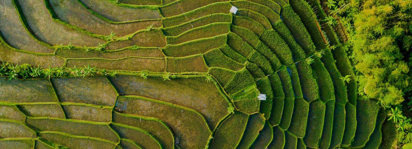 Jangkauan Lokal yang Kuat